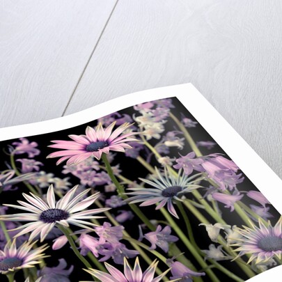 Meadow flowers by Assaf Frank